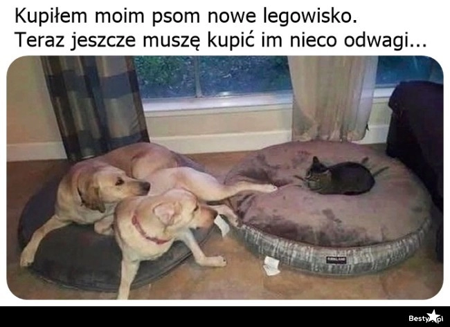 
    Nowe legowisko 