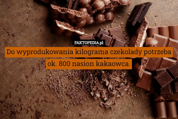 
    Do wyprodukowania kilograma czekolady potrzeba ok. 800 nasion kakaowca.