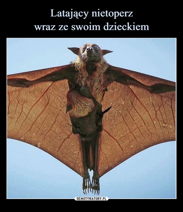 
    Latający nietoperz
wraz ze swoim dzieckiem