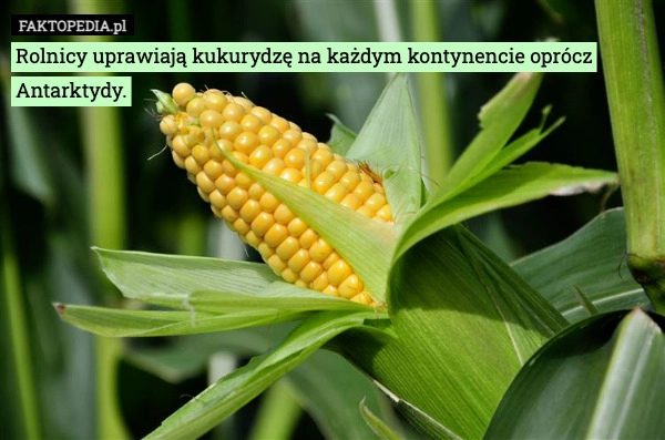 
    Rolnicy uprawiają kukurydzę na każdym kontynencie oprócz Antarktydy.