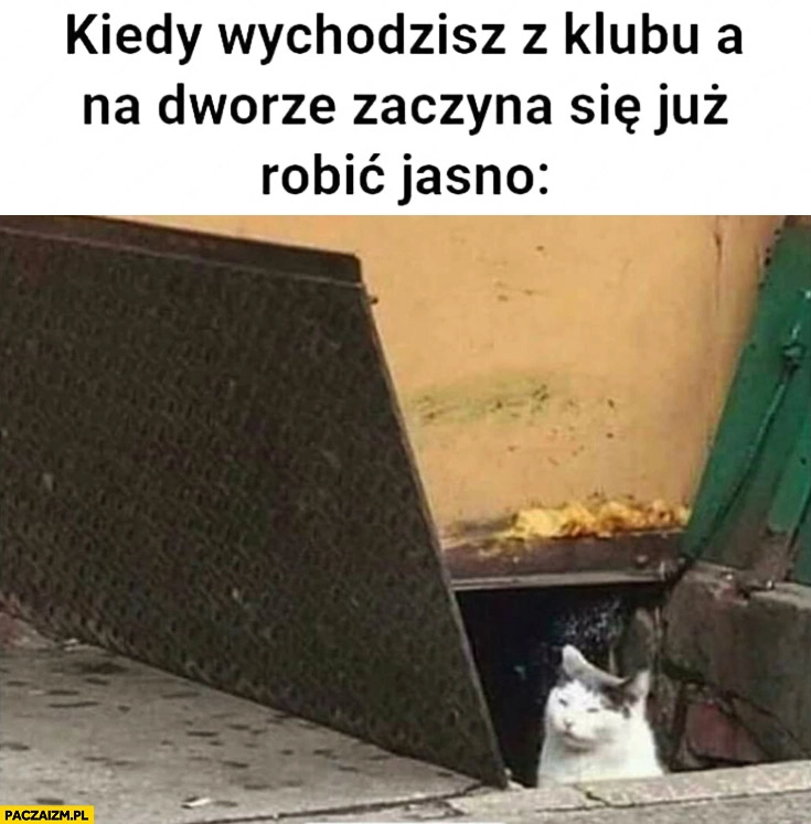 
    Kot kiedy wychodzisz z klubu a na dworze zaczyna się już robić jasno