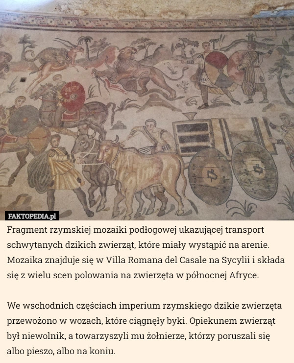 
    
			Fragment rzymskiej mozaiki podłogowej ukazującej transport schwytanych...					