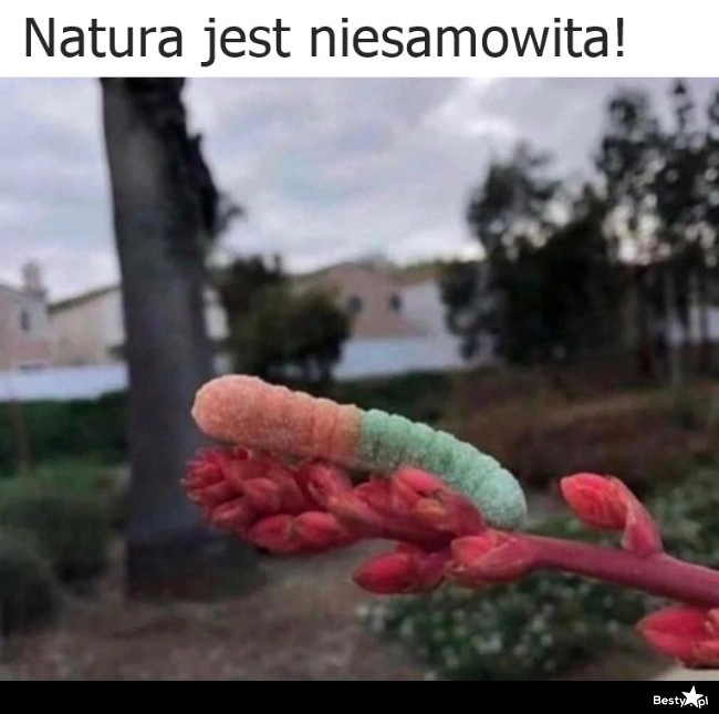 
    Natura jest niesamowita 