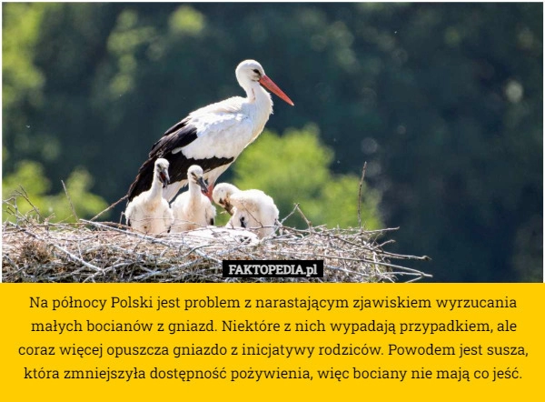 
    Na północy Polski jest problem z narastającym zjawiskiem wyrzucania małych