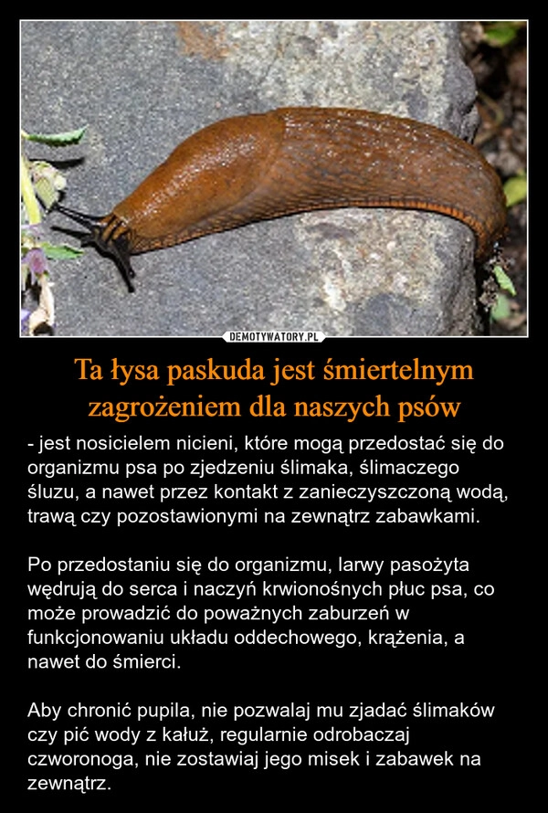 
    Ta łysa paskuda jest śmiertelnym zagrożeniem dla naszych psów