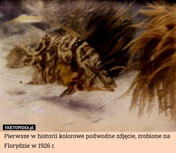 
    Pierwsze w historii kolorowe podwodne zdjęcie, zrobione na Florydzie w 1926