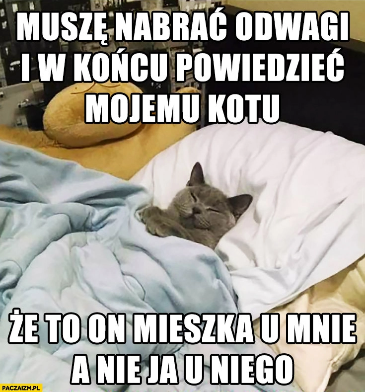Muszę nabrać odwagi i w końcu powiedzieć mojemu kotu, że to on mieszka u mnie, a nie ja u niego