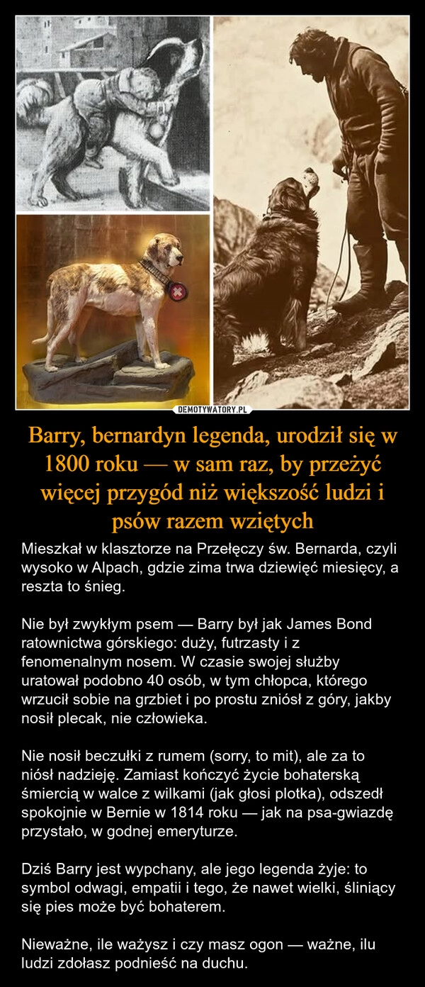 
    Barry, bernardyn legenda, urodził się w 1800 roku — w sam raz, by przeżyć więcej przygód niż większość ludzi i psów razem wziętych