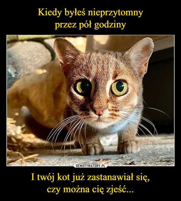 
    Kiedy byłeś nieprzytomny
przez pół godziny I twój kot już zastanawiał się,
czy można cię zjeść...