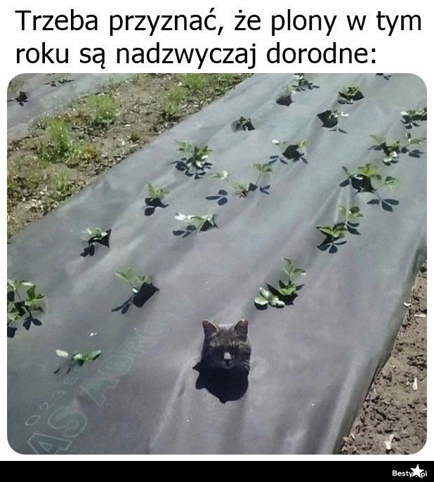 
    I nadzwyczajne 