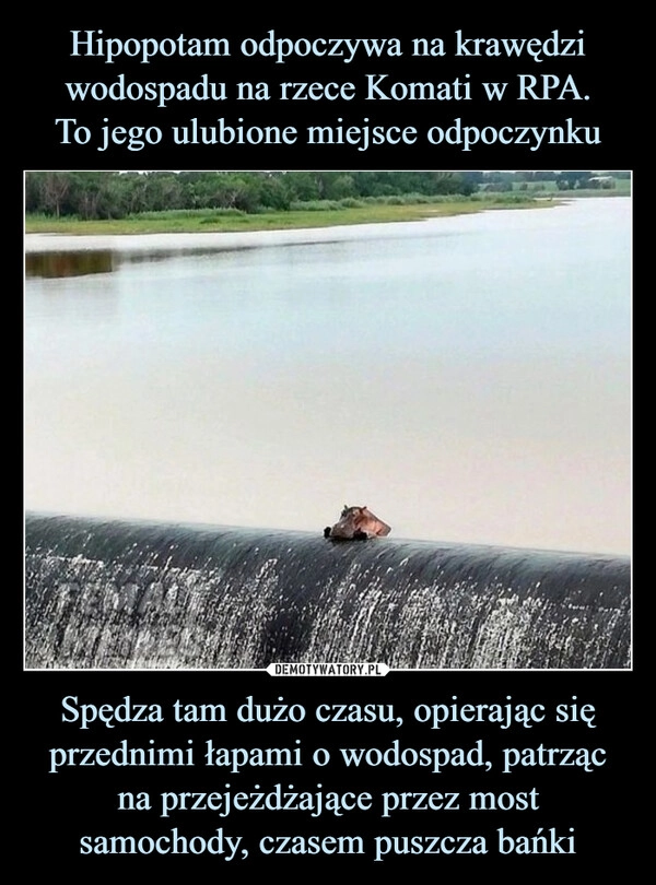 
    Hipopotam odpoczywa na krawędzi wodospadu na rzece Komati w RPA.
To jego ulubione miejsce odpoczynku Spędza tam dużo czasu, opierając się przednimi łapami o wodospad, patrząc na przejeżdżające przez most samochody, czasem puszcza bańki