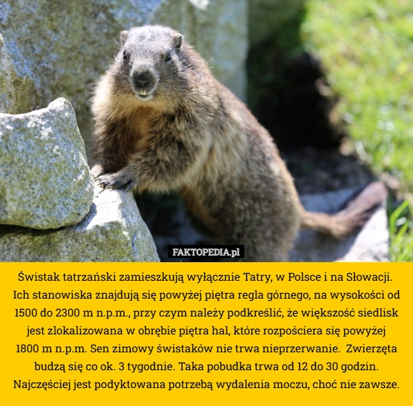 
    Świstak tatrzański zamieszkują wyłącznie Tatry, w Polsce i na Słowacji.