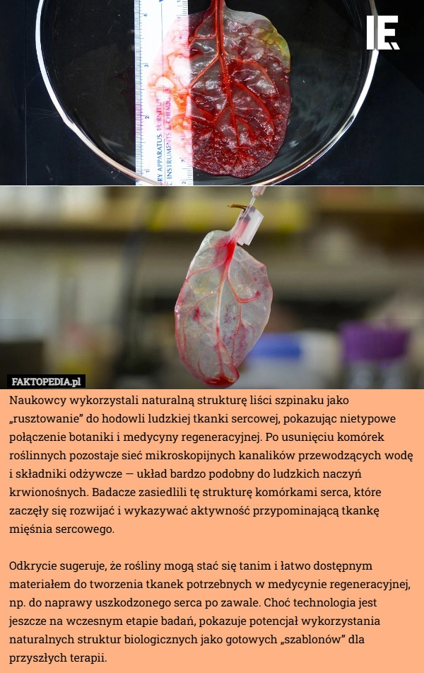 
    Naukowcy wykorzystali naturalną strukturę liści szpinaku jako „rusztowanie”