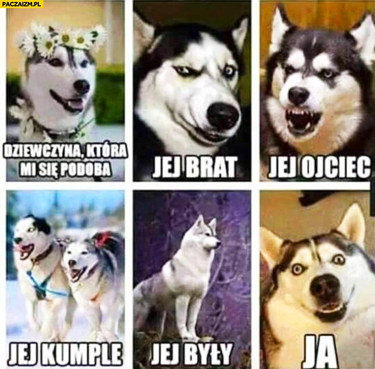 
    Dziewczyna, która mi się podoba, jej brat, ojciec, kumple, były, ja. Psy Husky