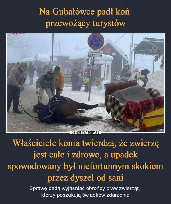 
    Na Gubałówce padł koń
przewożący turystów Właściciele konia twierdzą, że zwierzę jest całe i zdrowe, a upadek spowodowany był niefortunnym skokiem przez dyszel od sani 