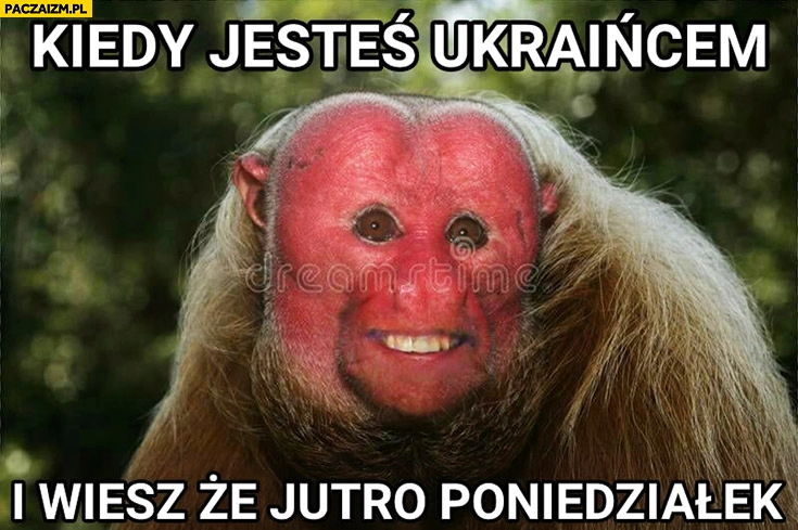 
    Kiedy jesteś Ukraińcem i wiesz, że jutro poniedziałek typowy Polak nosacz małpa