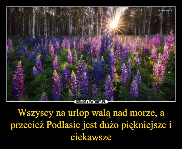 
    Wszyscy na urlop walą nad morze, a przecież Podlasie jest dużo piękniejsze i ciekawsze