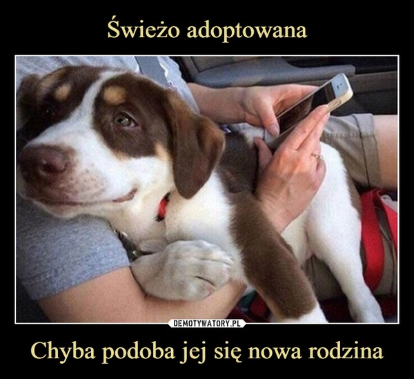 
    Świeżo adoptowana Chyba podoba jej się nowa rodzina