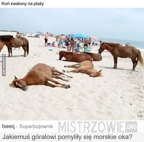 
    Koń zwalony na plaży