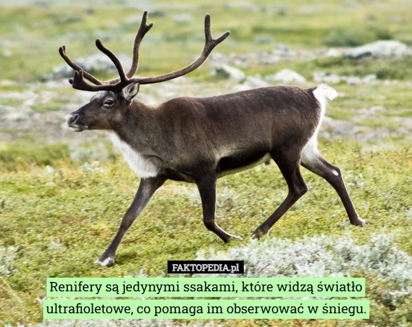 
    Renifery są jedynymi ssakami, które widzą światło ultrafioletowe, co pomaga
