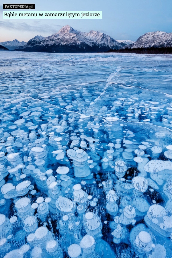 
    Bąble metanu w zamarzniętym jeziorze.