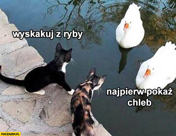 
    Wyskakuj z ryby, najpierw pokaż chleb koty łabędzie