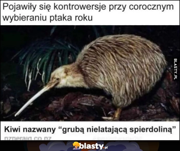 
    Pojawiły się kontrowersje przy corocznym wybieraniu ptaka roku: kiwi nazwany grubą nielatająca spierdzieliną