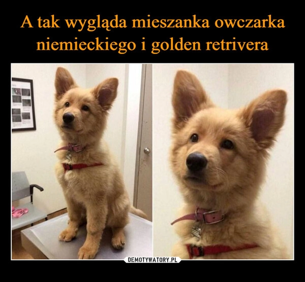 
    
A tak wygląda mieszanka owczarka niemieckiego i golden retrivera 