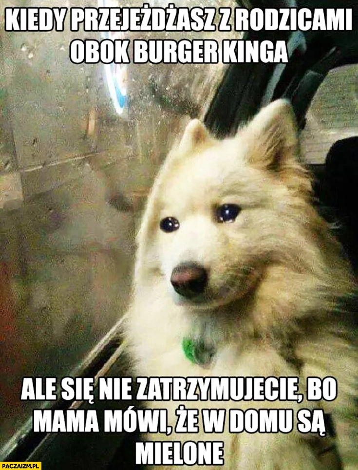 
    Smutny pies kiedy przejeżdżasz z rodzicami obok Burger Kinga ale się nie zatrzymujecie bo mama mówi, że w domu są mielone