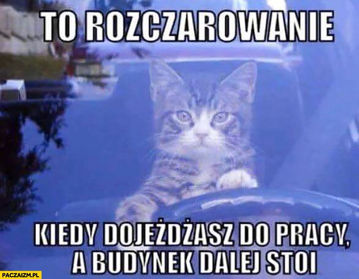 
    To rozczarowanie kiedy dojeżdżasz do pracy a budynek dalej stoi kot kierowca