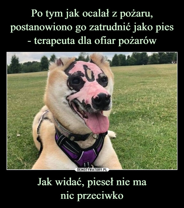 
    Po tym jak ocalał z pożaru, postanowiono go zatrudnić jako pies
- terapeuta dla ofiar pożarów Jak widać, pieseł nie ma
nic przeciwko