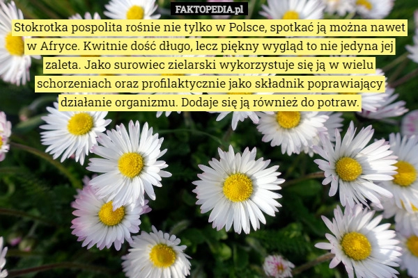 
    Stokrotka pospolita rośnie nie tylko w Polsce, spotkać ją można nawet w