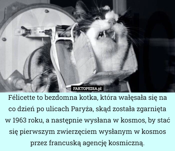 
    Félicette to bezdomna kotka, która wałęsała się na co dzień po ulicach Paryża,