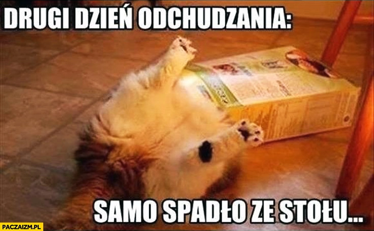 
    Drugi dzień odchudzania samo spadło ze stołu kot