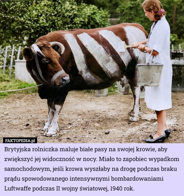 
    Brytyjska rolniczka maluje białe pasy na swojej krowie, aby zwiększyć jej...