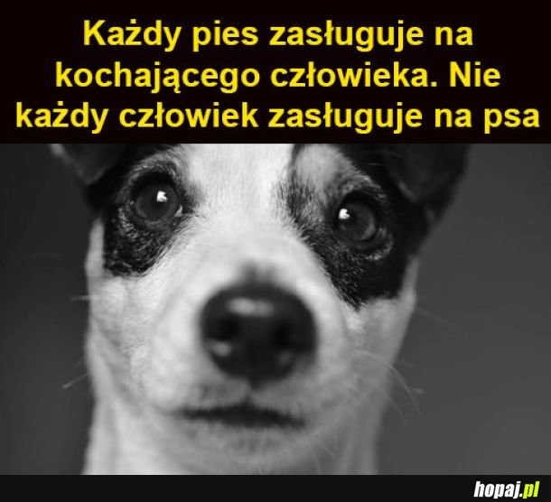 
    Człowiek i pies