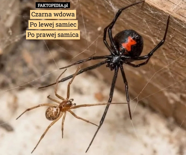 
    Czarna wdowa
Po lewej samiec
Po prawej samica