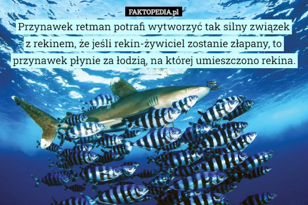 
    
			Przynawek retman potrafi wytworzyć tak silny związek z rekinem, że jeśli...					