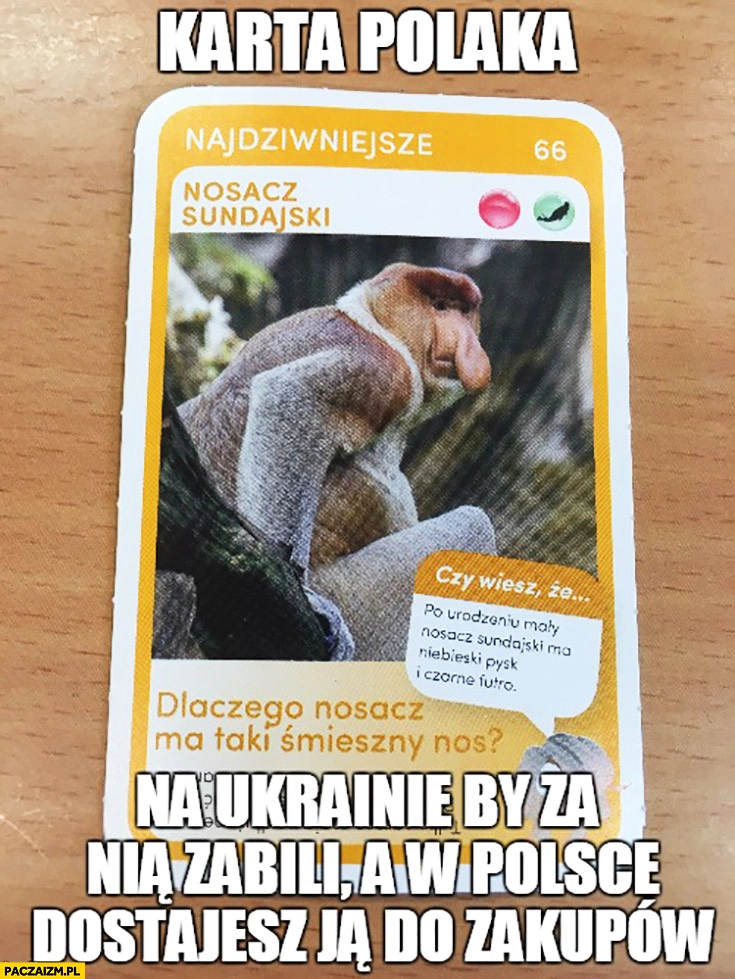 
    Karta Polaka na Ukrainie by za nią zabili, a w Polsce dostajesz ją do zakupów nosacz sundajski typowy Polak