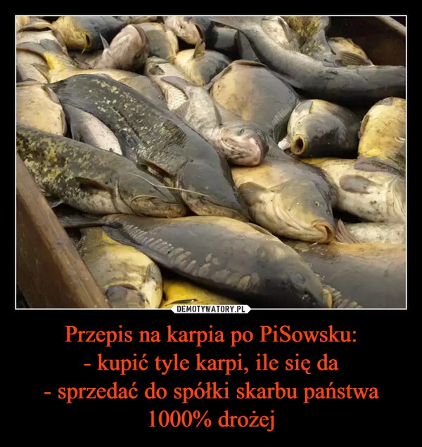 
    
Przepis na karpia po PiSowsku:
- kupić tyle karpi, ile się da
- sprzedać do spółki skarbu państwa 1000% drożej 