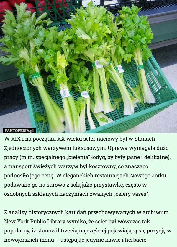 
    W XIX i na początku XX wieku seler naciowy był w Stanach Zjednoczonych warzywem...