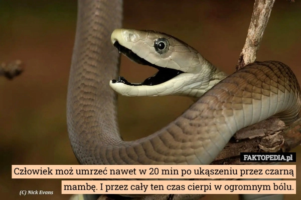
    Człowiek moż umrzeć nawet w 20 min po ukąszeniu przez czarną mambę. I przez
