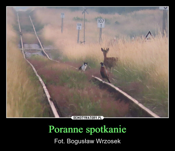 
    Poranne spotkanie