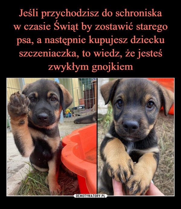 
    Jeśli przychodzisz do schroniska
w czasie Świąt by zostawić starego psa, a następnie kupujesz dziecku szczeniaczka, to wiedz, że jesteś zwykłym gnojkiem