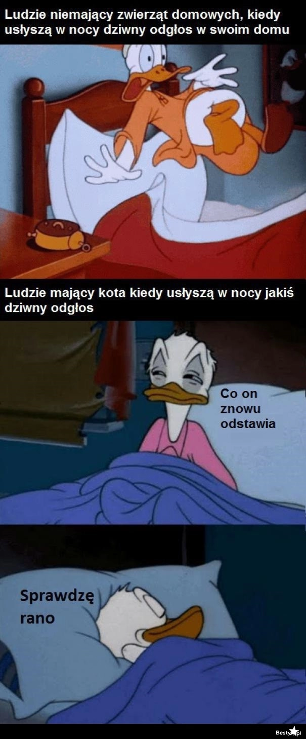 
    Dziwny odgłos w nocy 