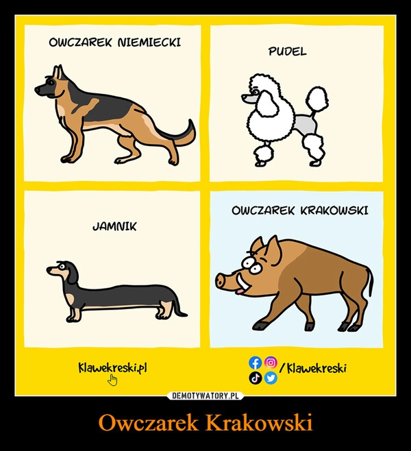 
    Owczarek Krakowski