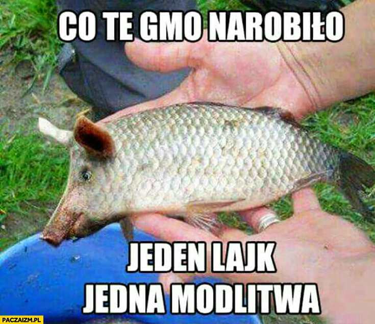 
    Co te GMO narobiło, jeden lajk jedna modlitwa. Ryba świnia prosiak krzyżówka