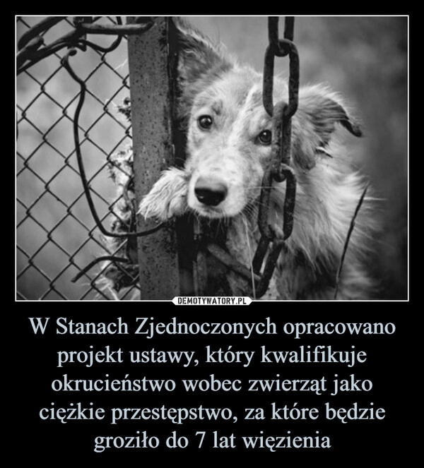 
    W Stanach Zjednoczonych opracowano projekt ustawy, który kwalifikuje okrucieństwo wobec zwierząt jako ciężkie przestępstwo, za które będzie groziło do 7 lat więzienia