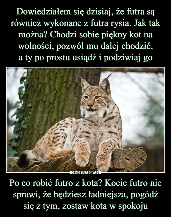 
    Dowiedziałem się dzisiaj, że futra są również wykonane z futra rysia. Jak tak można? Chodzi sobie piękny kot na wolności, pozwól mu dalej chodzić,
a ty po prostu usiądź i podziwiaj go Po co robić futro z kota? Kocie futro nie sprawi, że będziesz ładniejsza, pogódź się z tym, zostaw kota w spokoju