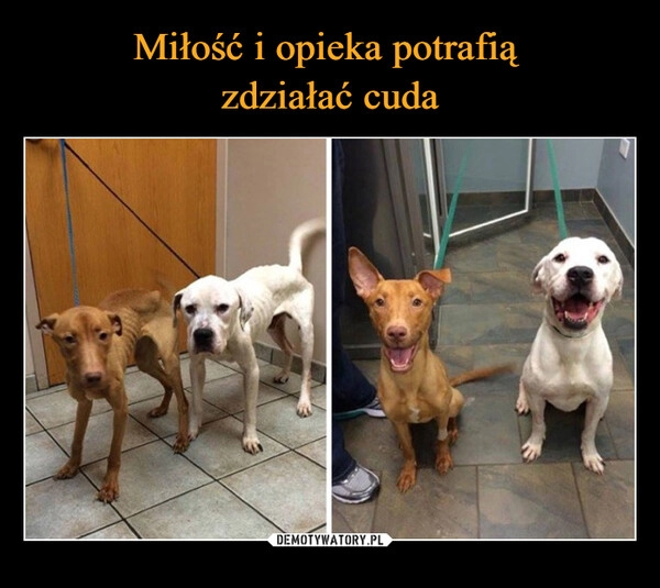 
    Miłość i opieka potrafią 
zdziałać cuda